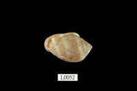 藏品(鼬耳螺)的圖片